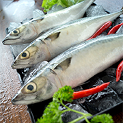 鮐鲅魚(yú)